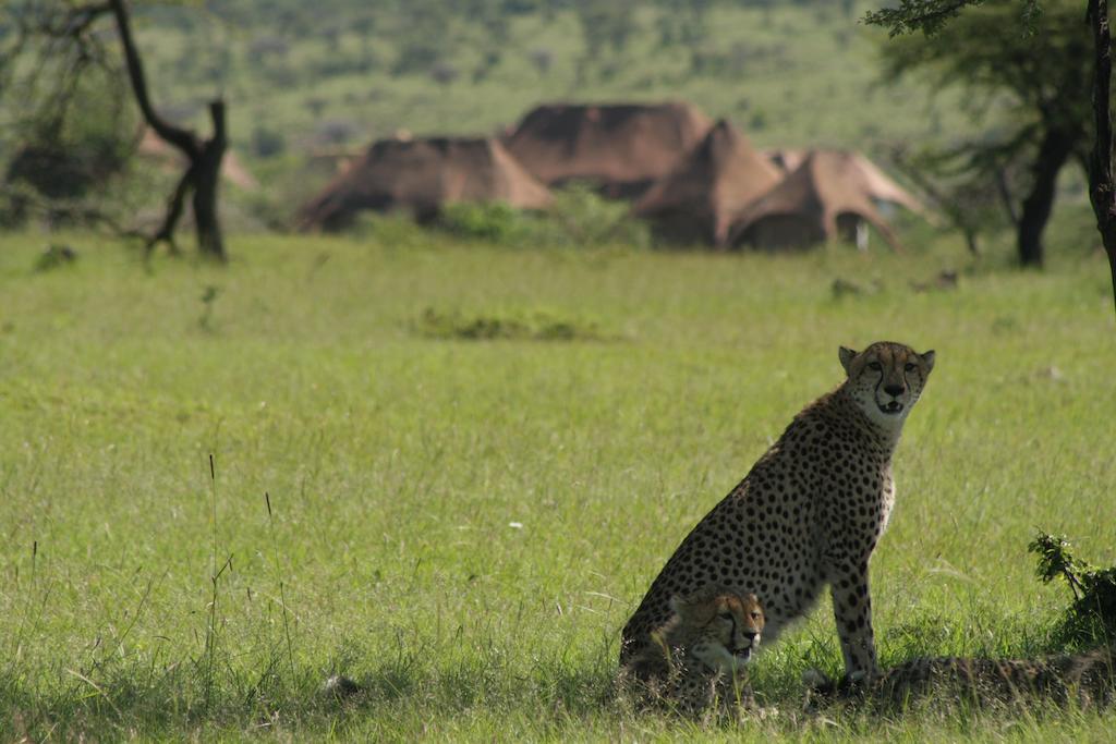 Amani Mara Camp Villa Maasai Mara Exterior foto